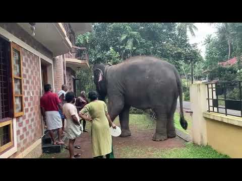 Lekshmi cried in front of us like a little child because she was bitten by a wild  mosquito.