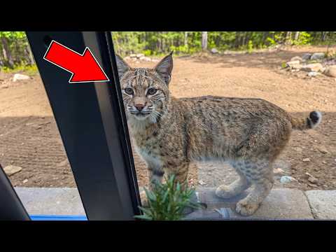 Rescued Bobcat Comes Back Every Day to Visit the Man Who Saved Her, Until This Happened..