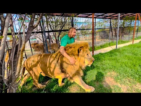 ВЫПУСК ЛЬВОВ 2022! Олег Зубков выводит прайд ГЛАВНОГО ЛЬВА!