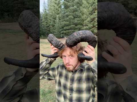 Sheep Horns #diy #sheep #traditional #homestead