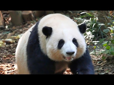 10.22 HeHua & HeYe too busy playing as Grandpa Tan keeps calling