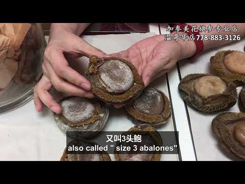 贺年南非三头大鲍鱼泡发及焖煮—【Maybel话你知】size 3 Abalones soaking method
