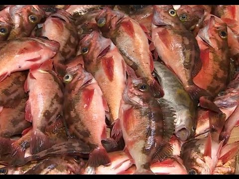 [어영차바다야] 붉은꽃,불볼락,열기. 손님 고기 우럭도 큼지막!! #불볼락 낚시 #열기가 불볼락 #팔뚝우럭 #놓친 광어 어쩔... #불볼락 요리 #회무침 #구이 #찜  #미역국