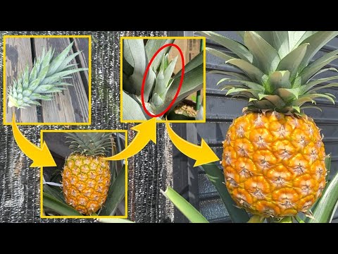 How to harvest pineapples infinitely every year with just one planting.