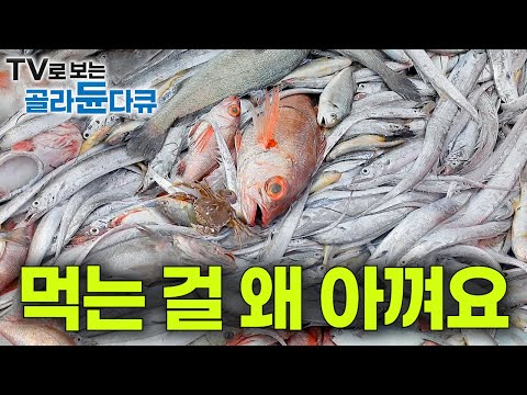 선장님이 선원들 밥 잘 먹이면 생기는 일｜고급 횟감 썰어 아낌없이 먹었더니 물 반 고기 반 산더미처럼 쌓인 물고기!｜잘 잡고 잘 먹는 바다｜만선 갈치잡이｜바닷가 사람들｜#골라듄다큐