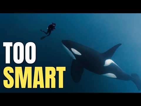 The Terrifying Intelligence of Killer Whales