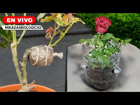 🌹 Layering in ROSES, Transplant, Substrate.