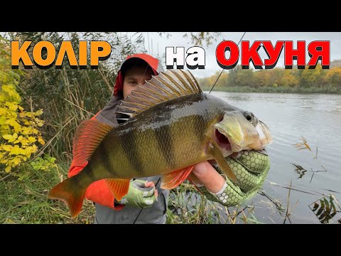 Choosing BAITS for PERCH Fishing in October