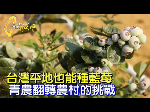 “誰說當農夫沒前途！”青農克服萬難挑戰藍莓種植 盼農村及台灣農業有新路∣一步一腳印【爭一口氣藍莓挑戰】20230514