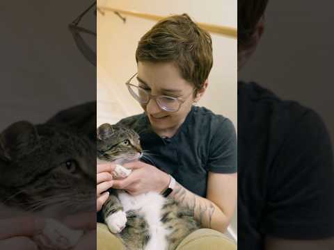 Cat Walks Through Wet Plaster