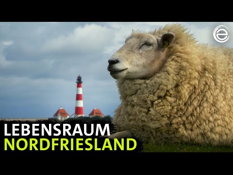 North Frisia ‒ mudflats and wild animals | Experience Earth