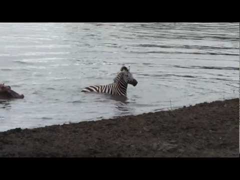 Crocodile vs zebra, amazing encounter