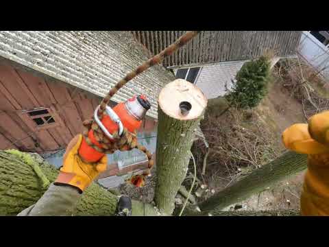 Арбористика‼️Удаление 🪓🪚по частям🪵 больших 100 летних лип🌳, выросших рядом с домом и ЛЭП