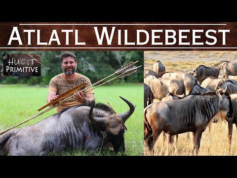 Wildebeest Primitive Hunting / Atlatl / Bow &amp; Arrow