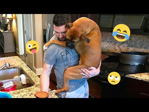 I dare you not to LAUGH at these FUNNY DOGS 😁🦮 - Best Funny Animals Videos 2025 #148