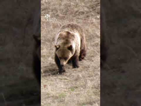 Grizzly Bears Return to the Prairie!