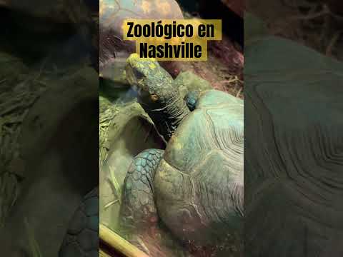 Visitando al Zoológico de Nashville, Tennessee #zoológico #tigres #cocodrilo #zebra #ostrich #iguana