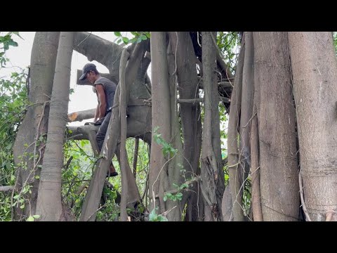 Cưa cay xanh siêu khủng khủng lồ . Ở gần chợ cá tri tôn . Cưa cây kỷ thuật cao