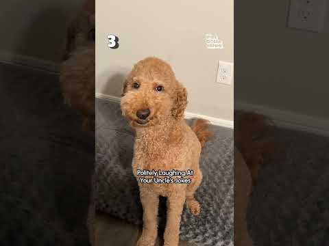 10 Signs Your Pet KNOWS It's Thanksgiving