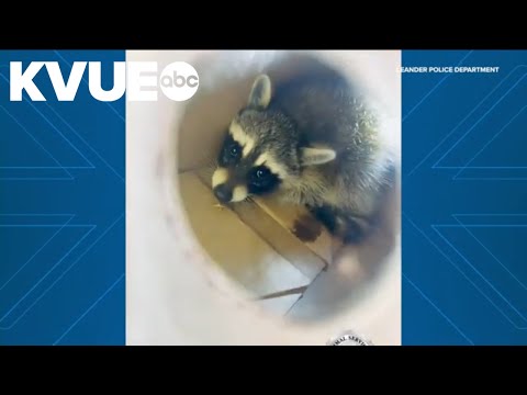 Baby raccoon rescued from tree in Leander, Texas