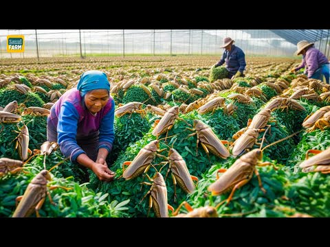 How Chinese People Consume Billions of Locusts Every Year, Earning Millions of Dollars - Locust Farm