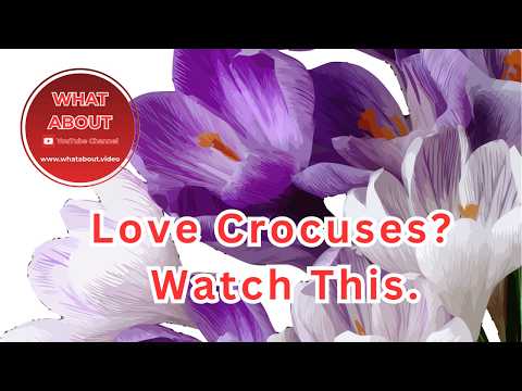 Love Crocuses? Watch this | Stunning Spring Flowers in Scotland