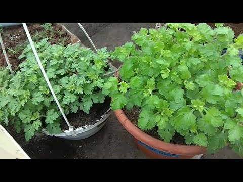 ХРИЗАНТЕМА В ЯНВАРЕ. ЧТО ДЕЛАЕМ? И ГРАНДИОЗНЫЕ ПЛАНЫ НА 2020