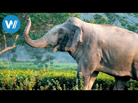 Hati Bondhu, die Elefantenschützer von Assam (ARTE 360° Reportage)