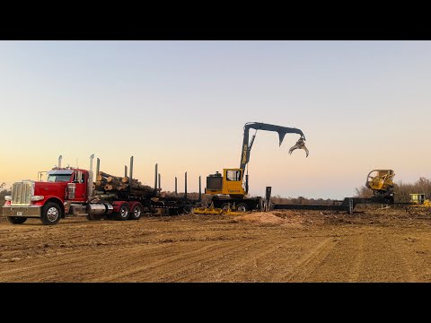 Tree Felling Action: Loggers in the Forest
