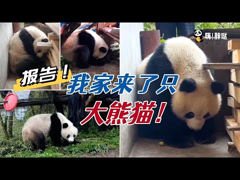 野生大熊猫跑进村民家，钻猪圈、进厨房、看电视。盘点陕西、四川那些跑到老乡家里的野生大熊猫们