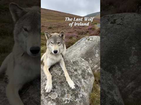 THE LAST WOLF OF IRELAND #wolf #irishwolf #ireland #irishwolfhound