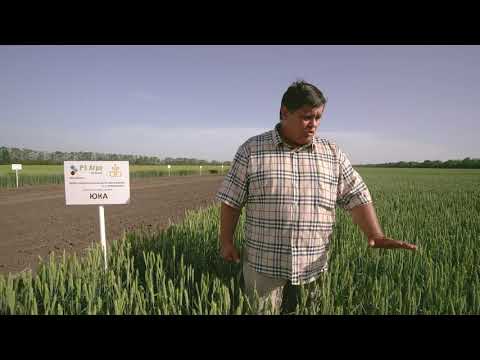Показ сортов пшеницы на Дне поля «РЗ Агро» - полная версия