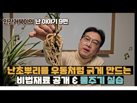 (무료나눔 이벤트 마감) 난초뿌리를 우동처럼 굵고 건강하게 만들 수 있는 비법재료 공개 및 물주기 실습입니다