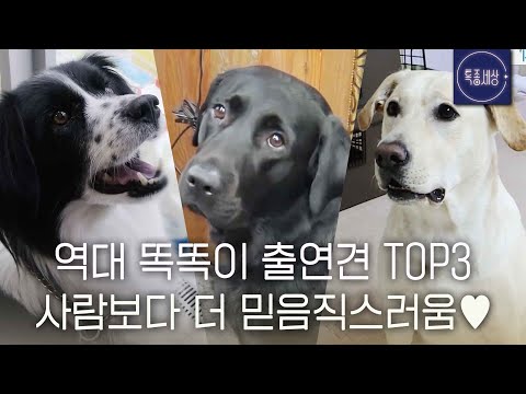 [스페셜] 주인 말 한 번에 알아 듣는 똑똑이 강아지 모음