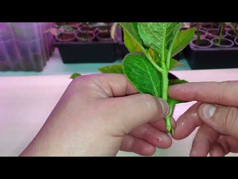 36.  как сохранить саженцы крупнолистной гортензии осенью и зимой t.me/fdob59   vk.com/fdob59