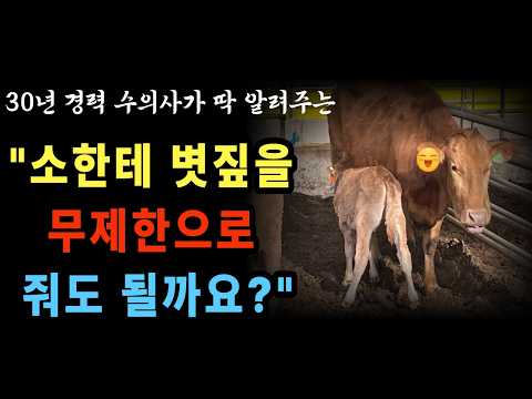 소가 말해주는 힌트, 여기만 보면 다 압니다.