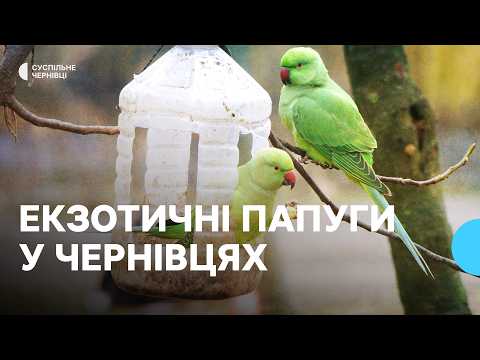 Як у Жовтневому парку в Чернівцях оселилися папуги Крамера