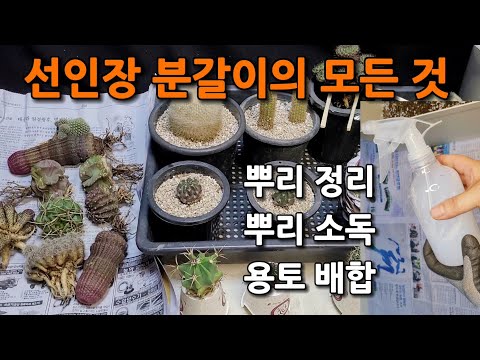 How to separate cactus, remove roots, make a cradle, Echinopsis, Lobivia.