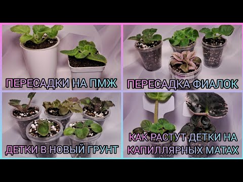 Пересадки фиалок. Детки в новый грунт. Как растут детки на капиллярных матах.