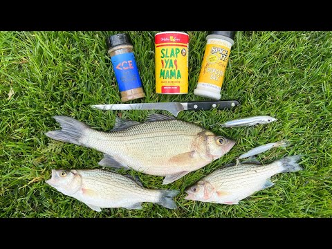 Catch and Cook Schooling White Bass and Hybrid!!!