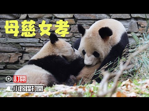 《熊貓早晚安》一起來查收熊貓母女軟乎乎的溫馨親子時光吧 | iPanda熊貓頻道