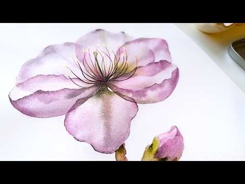 How to Paint Transparent Cherry Blossom (Sakura) Flower in Watercolor