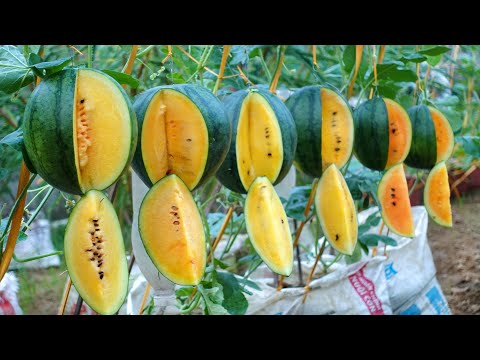 Growing super delicious Yellow Watermelon at home, something unexpected happened