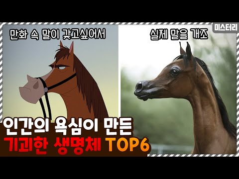 동물을 개조한다고..? 인간의 욕심이 만들어낸 기괴한 생명체 TOP6