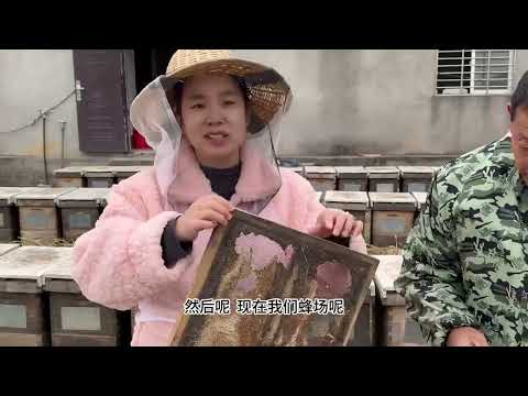 蜂产品里什么最贵它来了蜂胶被誉为紫色黄金一年取一回 蜂胶 蜂胶采集过程 三农 小汤蜂蜜 采集蜂胶