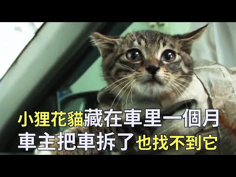 貓咪藏在車裡一個月，車主把車拆了都找不到它，最後在一個奇葩位置抓住了小貓【小奶狗觀影】