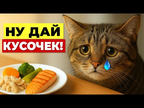 5 ПРОДУКТОВ с вашего стола, которые НУЖНО давать кошке!