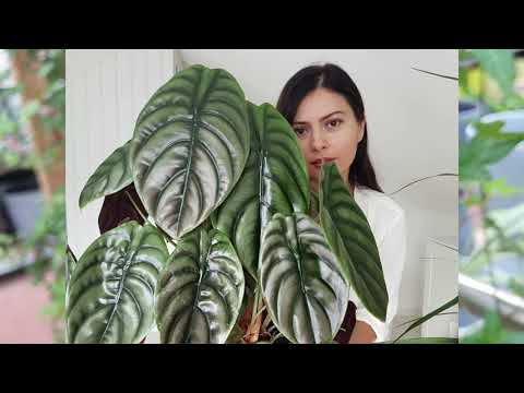 Поиски Алоказии медной в цветочном магазине и уход после покупки.