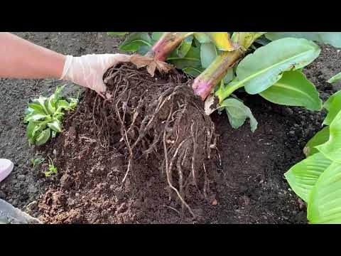 Пересадка деток банана 🏡🍌