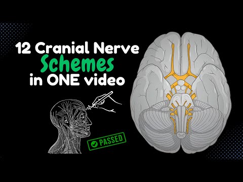 Watch This to Memorize ALL 12 Cranial Nerves